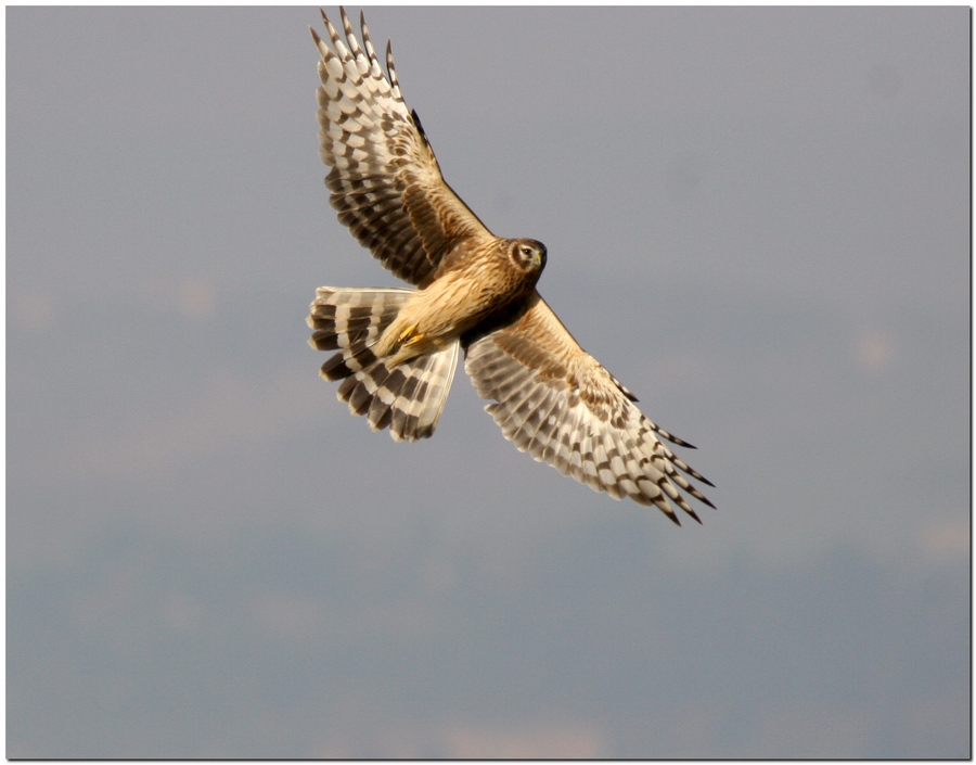 Albanella reale svernante